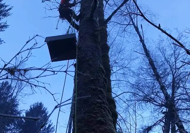 bat_boxes_installation bat_boxes_installation