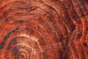 Grow Tree Care photo 4