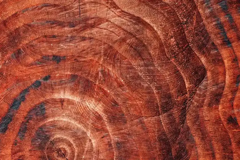 Grow Tree Care photo 5